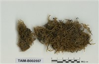 藏品(粗枝苔屬)的圖片